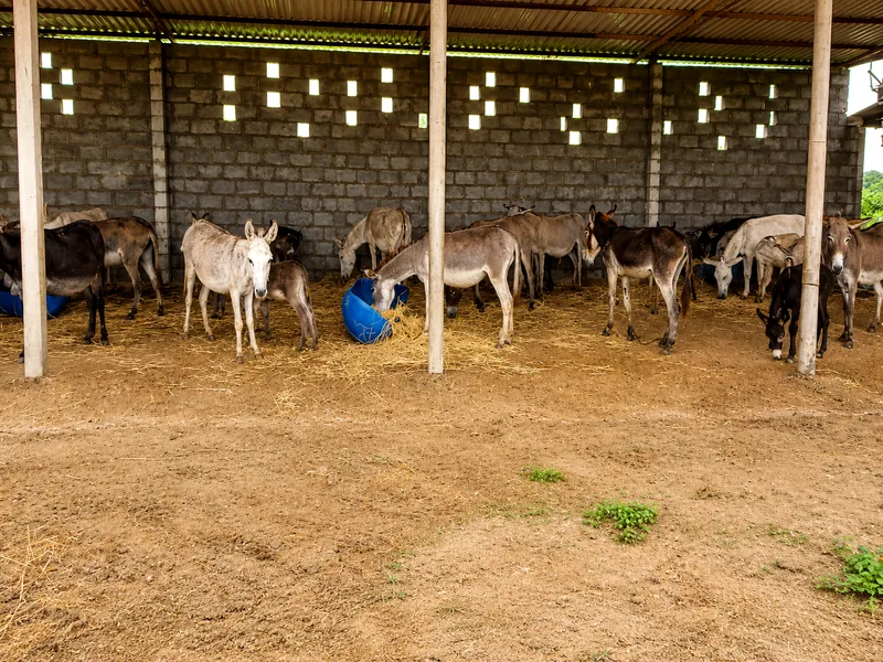 Clean, ventilated donkey housing at Rudra Dairy and Farm