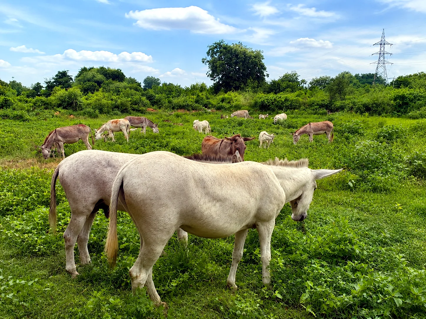 Rudra Dairy and Farm herd grazing freely in open green pasture