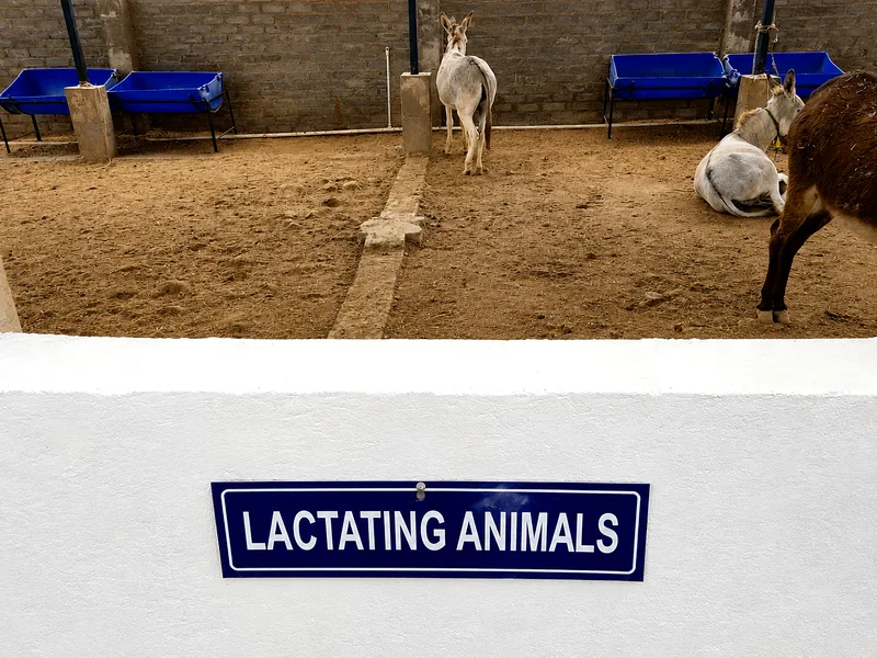 Lactating donkeys at Rudra Dairy and Farm milking unit — source of fresh donkey milk