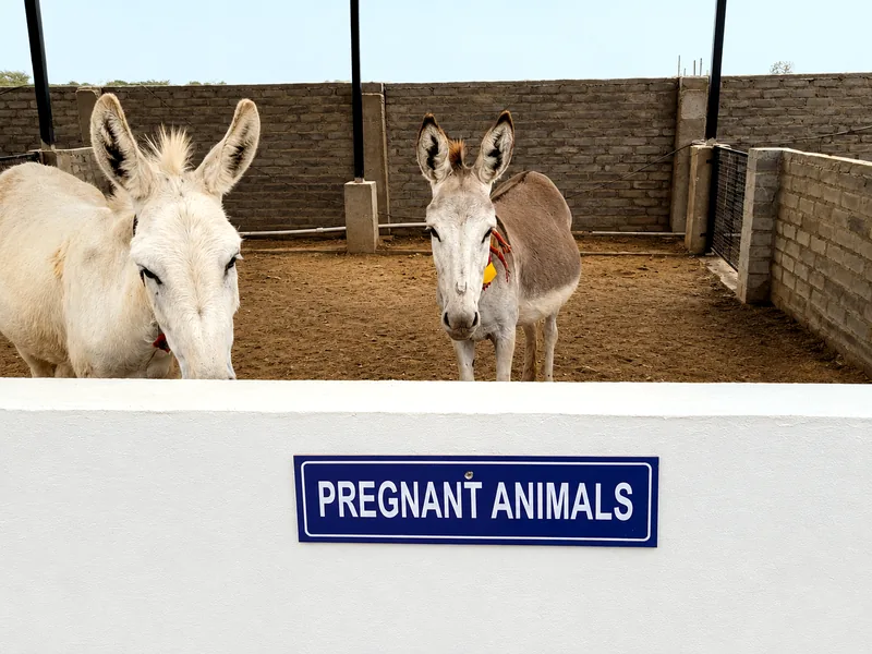Pregnant donkeys in dedicated welfare pens at Rudra Dairy and Farm