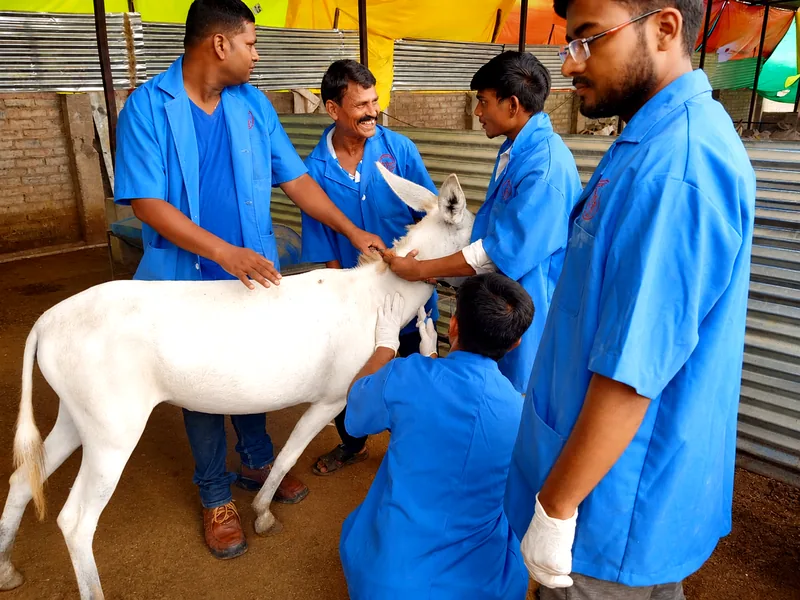 Veterinary team performing donkey health checks at Rudra Dairy and Farm